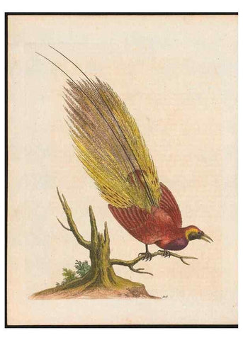 Reproducción/Reproduction 48858619931: A natural history of uncommon birds :. London :Printed for the author, at the College of Physicians in Warwick-Lane,1743-1751.. 
