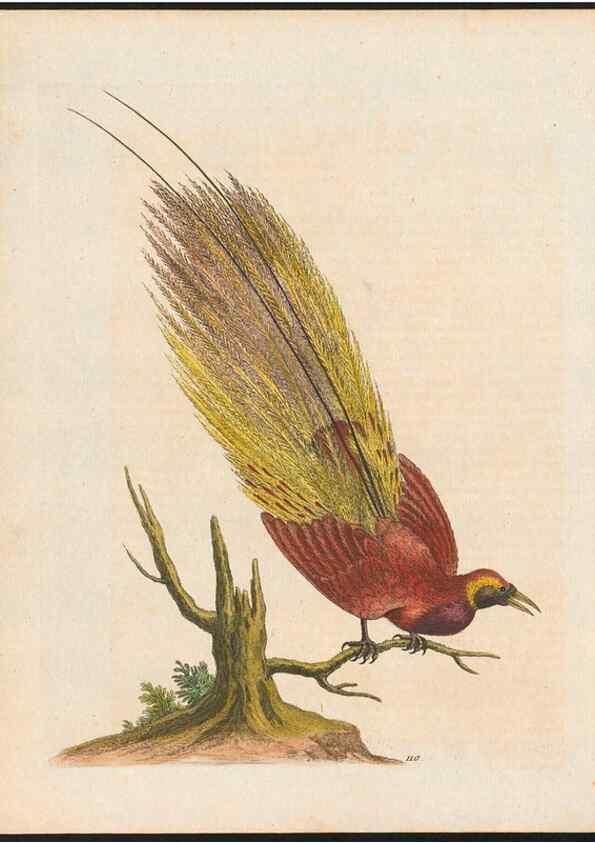 Reproducción/Reproduction 48858619931: A natural history of uncommon birds :. London :Printed for the author, at the College of Physicians in Warwick-Lane,1743-1751.. 