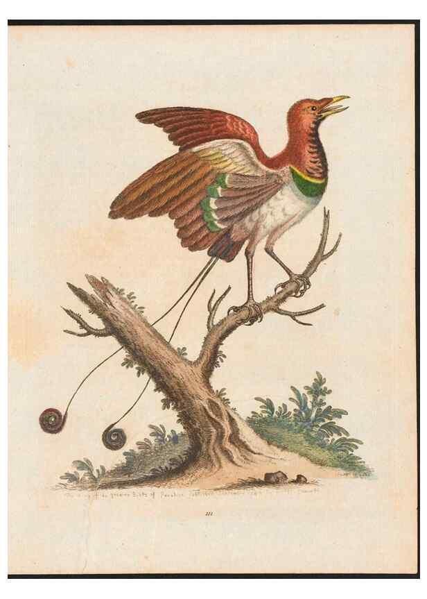 Reproducción/Reproduction 48858813947: A natural history of uncommon birds :. London :Printed for the author, at the College of Physicians in Warwick-Lane,1743-1751.. 