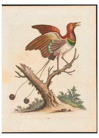 Reproducción/Reproduction 48858813947: A natural history of uncommon birds :. London :Printed for the author, at the College of Physicians in Warwick-Lane,1743-1751.. 