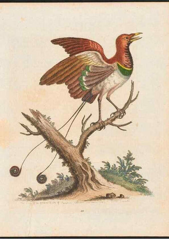 Reproducción/Reproduction 48858813947: A natural history of uncommon birds :. London :Printed for the author, at the College of Physicians in Warwick-Lane,1743-1751.. 