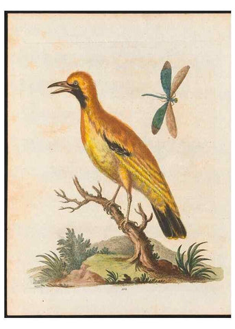 Reproducción/Reproduction 48858620436: A natural history of uncommon birds :. London :Printed for the author, at the College of Physicians in Warwick-Lane,1743-1751.. 