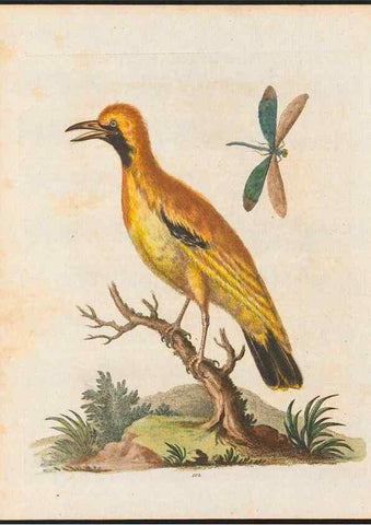 Reproducción/Reproduction 48858620436: A natural history of uncommon birds :. London :Printed for the author, at the College of Physicians in Warwick-Lane,1743-1751.. 