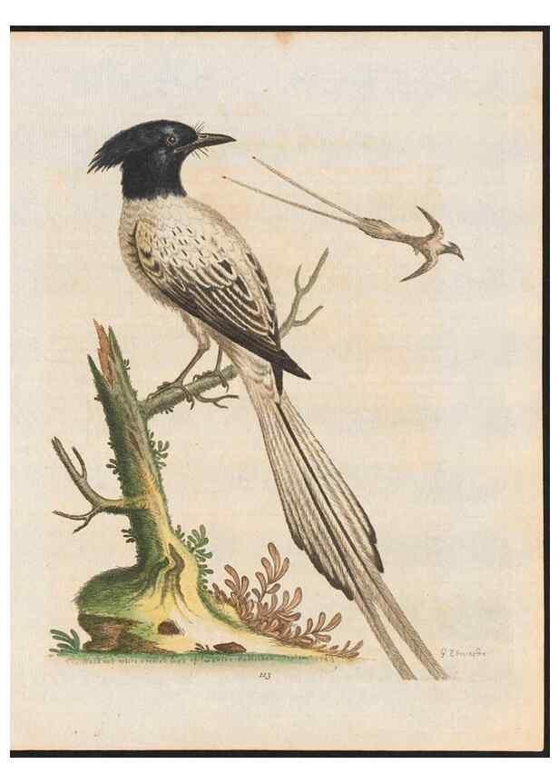 Reproducción/Reproduction 48858814492: A natural history of uncommon birds :. London :Printed for the author, at the College of Physicians in Warwick-Lane,1743-1751.. 