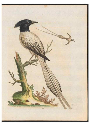 Reproducción/Reproduction 48858814492: A natural history of uncommon birds :. London :Printed for the author, at the College of Physicians in Warwick-Lane,1743-1751.. 
