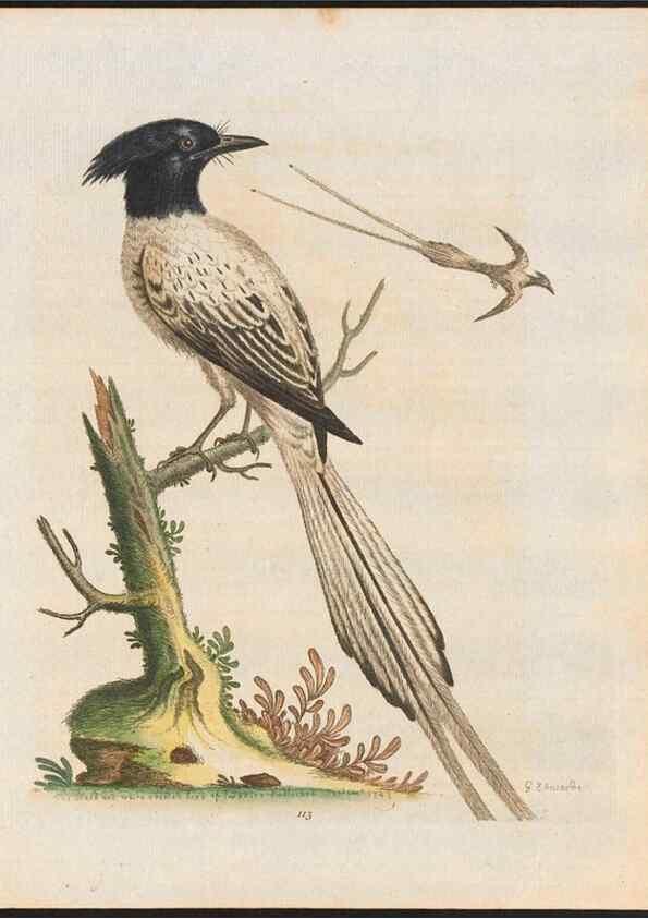 Reproducción/Reproduction 48858814492: A natural history of uncommon birds :. London :Printed for the author, at the College of Physicians in Warwick-Lane,1743-1751.. 