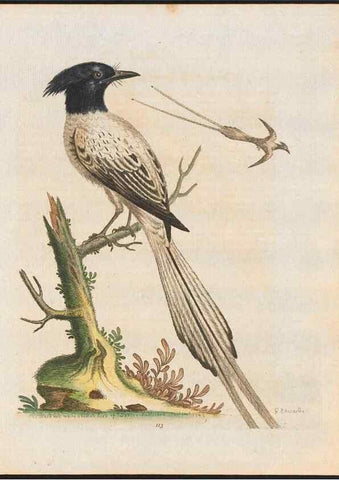 Reproducción/Reproduction 48858814492: A natural history of uncommon birds :. London :Printed for the author, at the College of Physicians in Warwick-Lane,1743-1751.. 