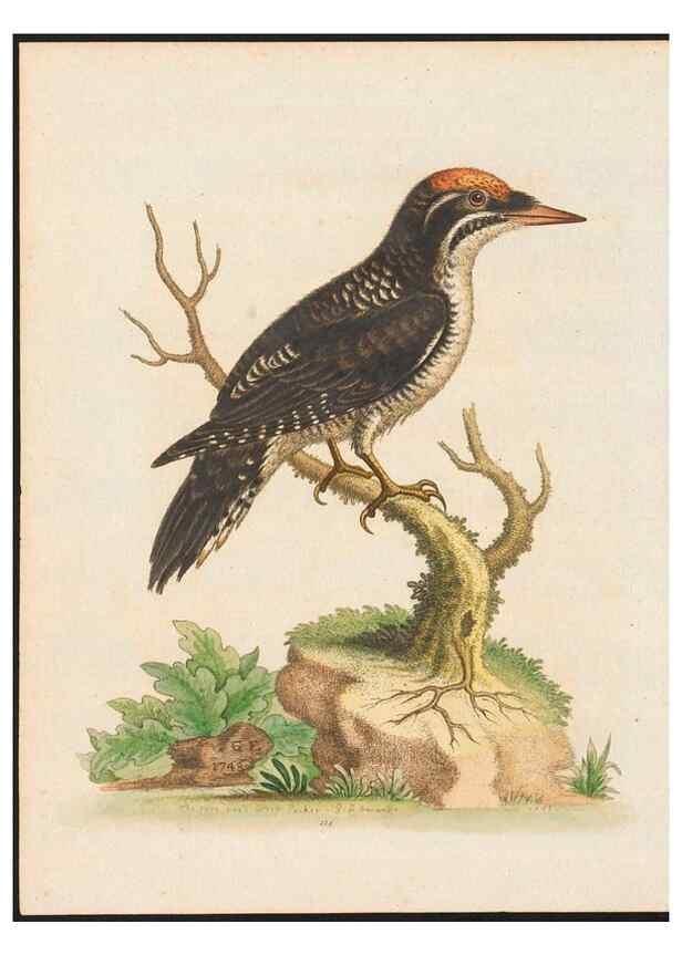 Reproducción/Reproduction 48858814772: A natural history of uncommon birds :. London :Printed for the author, at the College of Physicians in Warwick-Lane,1743-1751.. 