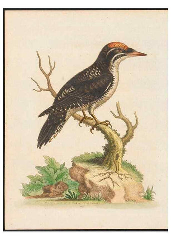 Reproducción/Reproduction 48858814772: A natural history of uncommon birds :. London :Printed for the author, at the College of Physicians in Warwick-Lane,1743-1751.. 