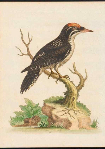 Reproducción/Reproduction 48858814772: A natural history of uncommon birds :. London :Printed for the author, at the College of Physicians in Warwick-Lane,1743-1751.. 