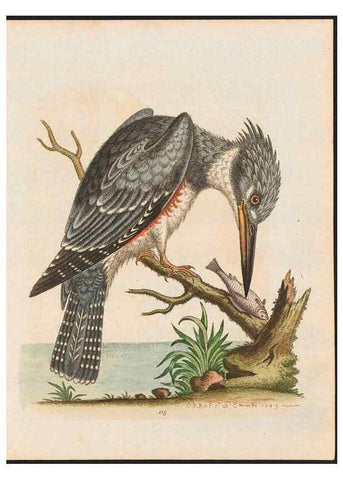 Reproducción/Reproduction 48858263853: A natural history of uncommon birds :. London :Printed for the author, at the College of Physicians in Warwick-Lane,1743-1751.. 