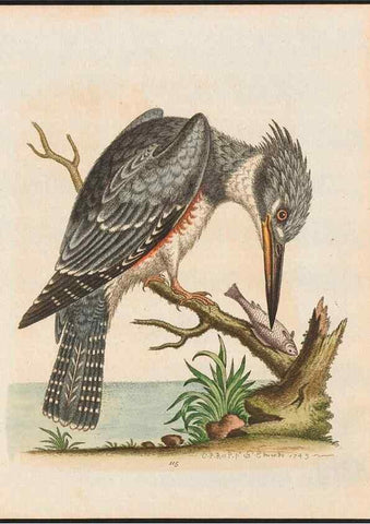 Reproducción/Reproduction 48858263853: A natural history of uncommon birds :. London :Printed for the author, at the College of Physicians in Warwick-Lane,1743-1751.. 