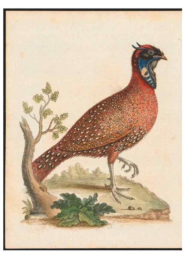 Reproducción/Reproduction 48858621551: A natural history of uncommon birds :. London :Printed for the author, at the College of Physicians in Warwick-Lane,1743-1751.. 