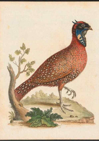 Reproducción/Reproduction 48858621551: A natural history of uncommon birds :. London :Printed for the author, at the College of Physicians in Warwick-Lane,1743-1751.. 