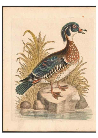 Reproducción/Reproduction 48833337856: A natural history of uncommon birds :. London :Printed for the author, at the College of Physicians in Warwick-Lane,1743-1751.. 