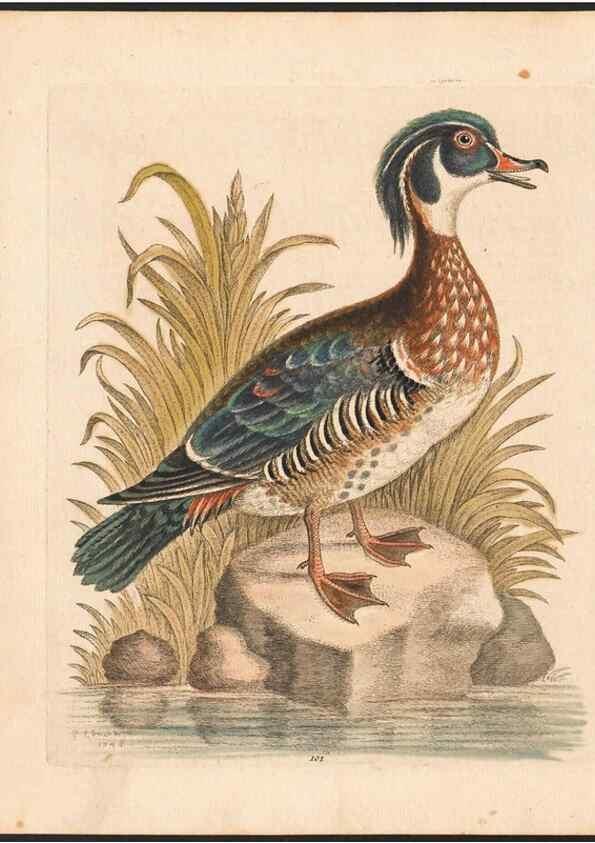 Reproducción/Reproduction 48833337856: A natural history of uncommon birds :. London :Printed for the author, at the College of Physicians in Warwick-Lane,1743-1751.. 