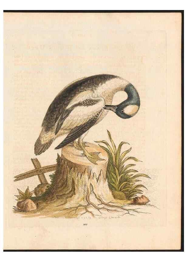 Reproducción/Reproduction 48832964683: A natural history of uncommon birds :. London :Printed for the author, at the College of Physicians in Warwick-Lane,1743-1751.. 