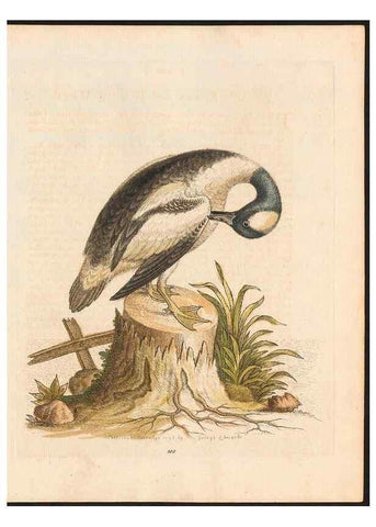 Reproducción/Reproduction 48832964683: A natural history of uncommon birds :. London :Printed for the author, at the College of Physicians in Warwick-Lane,1743-1751.. 