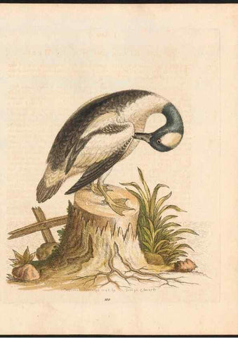 Reproducción/Reproduction 48832964683: A natural history of uncommon birds :. London :Printed for the author, at the College of Physicians in Warwick-Lane,1743-1751.. 