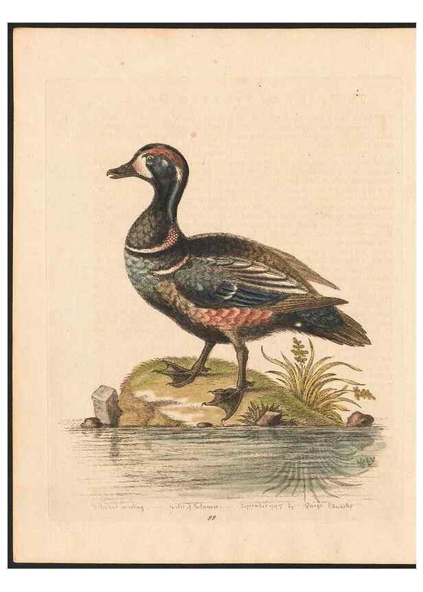 Reproducción/Reproduction 48833504507: A natural history of uncommon birds :. London :Printed for the author, at the College of Physicians in Warwick-Lane,1743-1751.. 