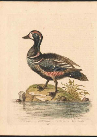 Reproducción/Reproduction 48833504507: A natural history of uncommon birds :. London :Printed for the author, at the College of Physicians in Warwick-Lane,1743-1751.. 