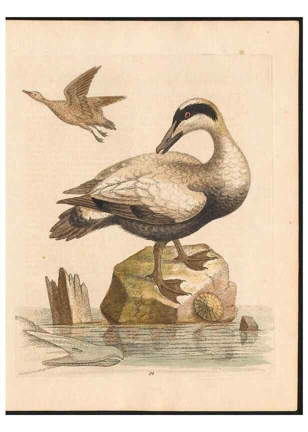 Reproducción/Reproduction 48833504087: A natural history of uncommon birds :. London :Printed for the author, at the College of Physicians in Warwick-Lane,1743-1751.. 