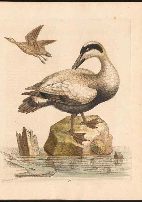Reproducción/Reproduction 48833504087: A natural history of uncommon birds :. London :Printed for the author, at the College of Physicians in Warwick-Lane,1743-1751.. 