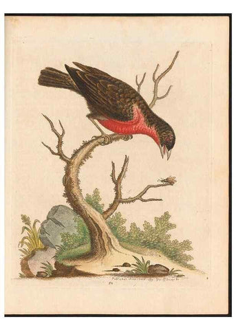 Reproducción/Reproduction 48833328791: A natural history of uncommon birds :. London :Printed for the author, at the College of Physicians in Warwick-Lane,1743-1751.. 