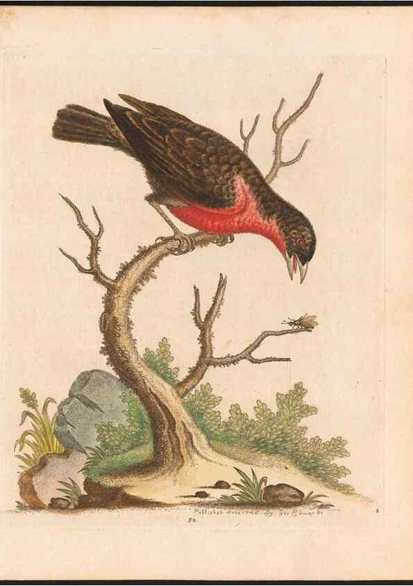 Reproducción/Reproduction 48833328791: A natural history of uncommon birds :. London :Printed for the author, at the College of Physicians in Warwick-Lane,1743-1751.. 