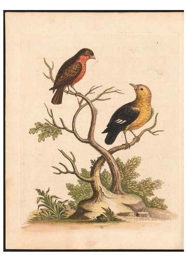 Reproducción/Reproduction 48833329306: A natural history of uncommon birds :. London :Printed for the author, at the College of Physicians in Warwick-Lane,1743-1751.. 