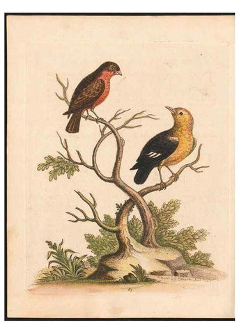 Reproducción/Reproduction 48833329306: A natural history of uncommon birds :. London :Printed for the author, at the College of Physicians in Warwick-Lane,1743-1751.. 