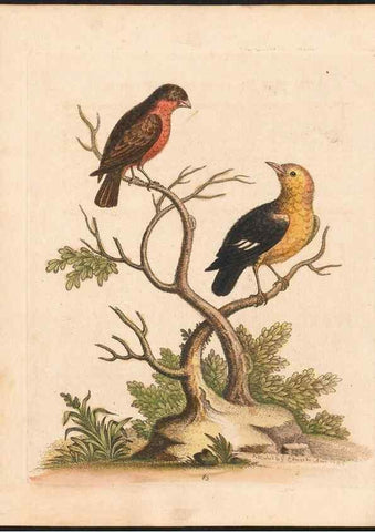 Reproducción/Reproduction 48833329306: A natural history of uncommon birds :. London :Printed for the author, at the College of Physicians in Warwick-Lane,1743-1751.. 