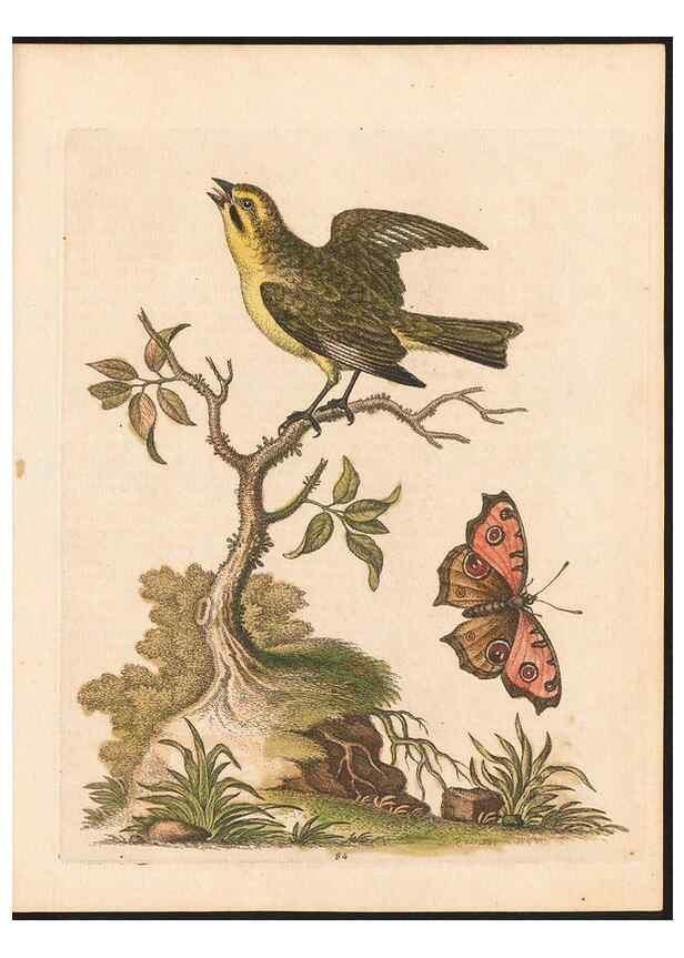 Reproducción/Reproduction 48833329906: A natural history of uncommon birds :. London :Printed for the author, at the College of Physicians in Warwick-Lane,1743-1751.. 