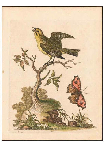 Reproducción/Reproduction 48833329906: A natural history of uncommon birds :. London :Printed for the author, at the College of Physicians in Warwick-Lane,1743-1751.. 