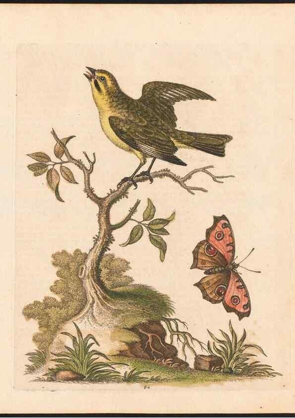 Reproducción/Reproduction 48833329906: A natural history of uncommon birds :. London :Printed for the author, at the College of Physicians in Warwick-Lane,1743-1751.. 