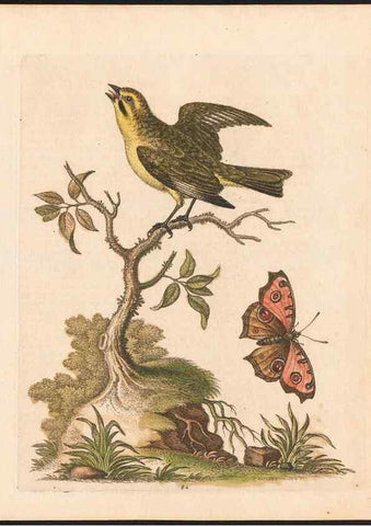 Reproducción/Reproduction 48833329906: A natural history of uncommon birds :. London :Printed for the author, at the College of Physicians in Warwick-Lane,1743-1751.. 