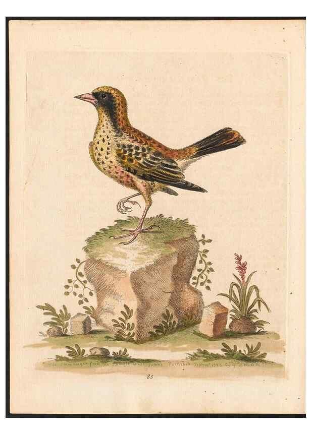 Reproducción/Reproduction 48833497382: A natural history of uncommon birds :. London :Printed for the author, at the College of Physicians in Warwick-Lane,1743-1751.. 