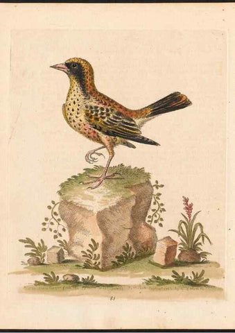 Reproducción/Reproduction 48833497382: A natural history of uncommon birds :. London :Printed for the author, at the College of Physicians in Warwick-Lane,1743-1751.. 