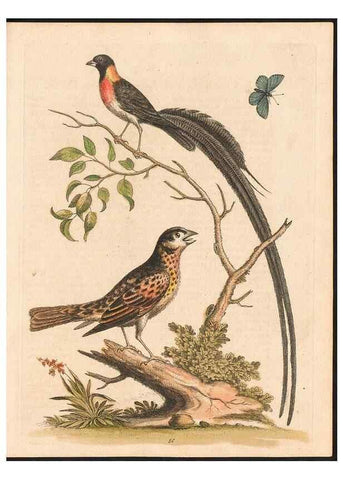 Reproducción/Reproduction 48833497912: A natural history of uncommon birds :. London :Printed for the author, at the College of Physicians in Warwick-Lane,1743-1751.. 