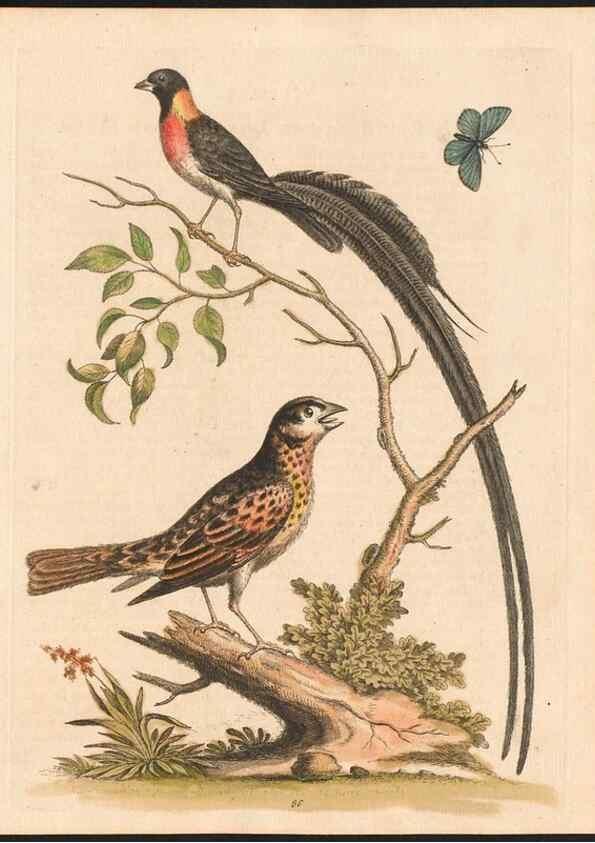 Reproducción/Reproduction 48833497912: A natural history of uncommon birds :. London :Printed for the author, at the College of Physicians in Warwick-Lane,1743-1751.. 