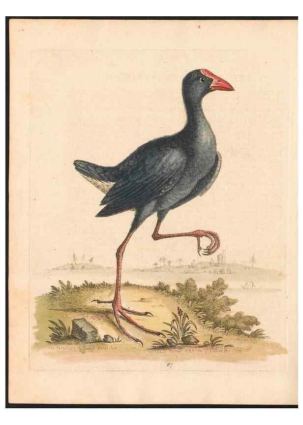 Reproducción/Reproduction 48833331411: A natural history of uncommon birds :. London :Printed for the author, at the College of Physicians in Warwick-Lane,1743-1751.. 