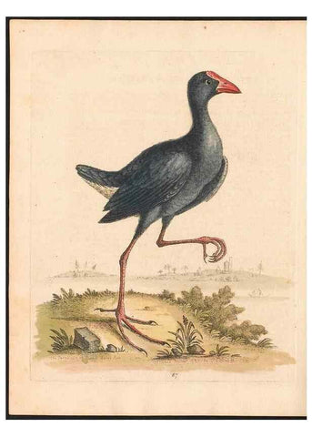 Reproducción/Reproduction 48833331411: A natural history of uncommon birds :. London :Printed for the author, at the College of Physicians in Warwick-Lane,1743-1751.. 