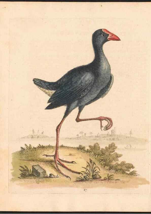 Reproducción/Reproduction 48833331411: A natural history of uncommon birds :. London :Printed for the author, at the College of Physicians in Warwick-Lane,1743-1751.. 