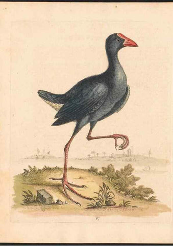 Reproducción/Reproduction 48833331411: A natural history of uncommon birds :. London :Printed for the author, at the College of Physicians in Warwick-Lane,1743-1751.. 