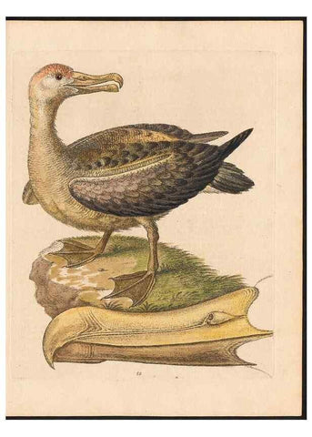 Reproducción/Reproduction 48833331886: A natural history of uncommon birds :. London :Printed for the author, at the College of Physicians in Warwick-Lane,1743-1751.. 