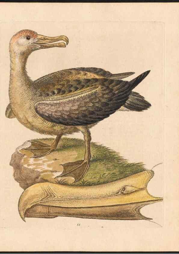 Reproducción/Reproduction 48833331886: A natural history of uncommon birds :. London :Printed for the author, at the College of Physicians in Warwick-Lane,1743-1751.. 