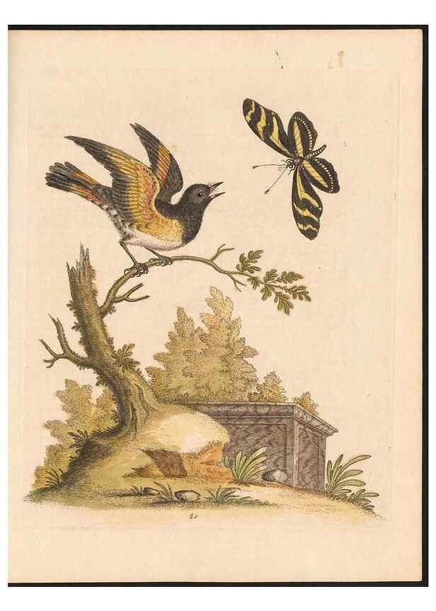 Reproducción/Reproduction 48832954593: A natural history of uncommon birds :. London :Printed for the author, at the College of Physicians in Warwick-Lane,1743-1751.. 