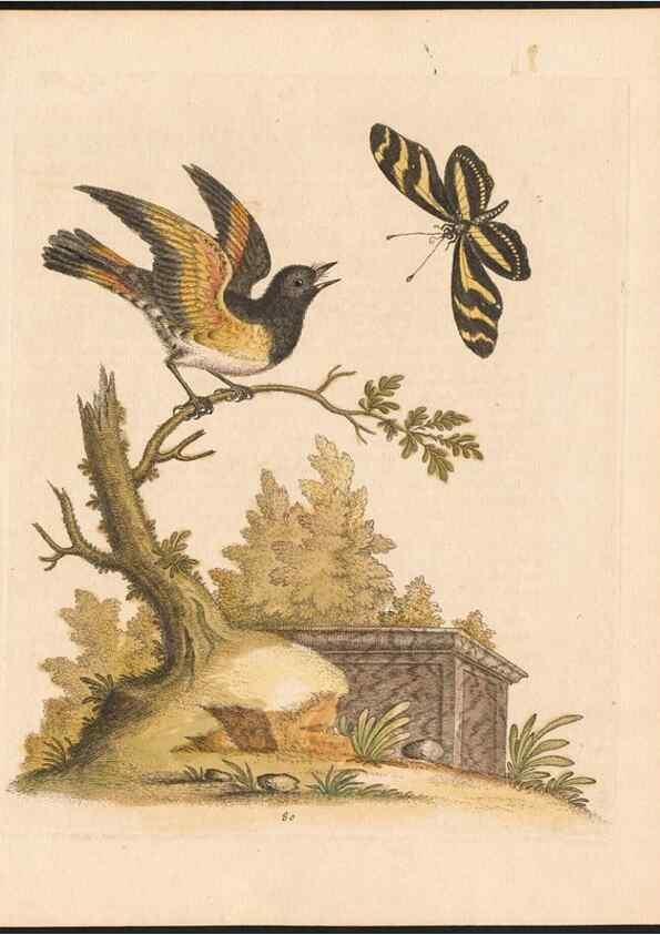 Reproducción/Reproduction 48832954593: A natural history of uncommon birds :. London :Printed for the author, at the College of Physicians in Warwick-Lane,1743-1751.. 