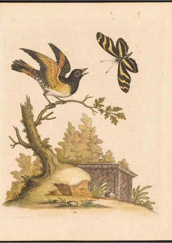 Reproducción/Reproduction 48832954593: A natural history of uncommon birds :. London :Printed for the author, at the College of Physicians in Warwick-Lane,1743-1751.. 