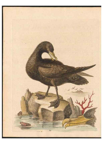 Reproducción/Reproduction 48833499462: A natural history of uncommon birds :. London :Printed for the author, at the College of Physicians in Warwick-Lane,1743-1751.. 